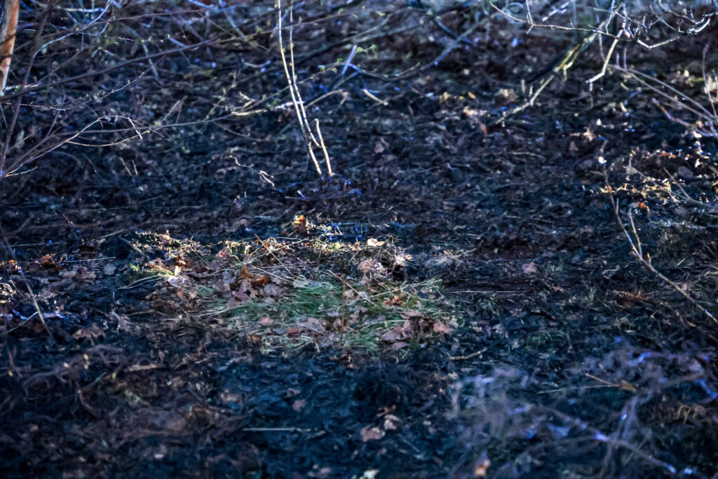 208A6530-1024x683 Brand op klein stuk heide bij Baggelhuizen snel onder controle